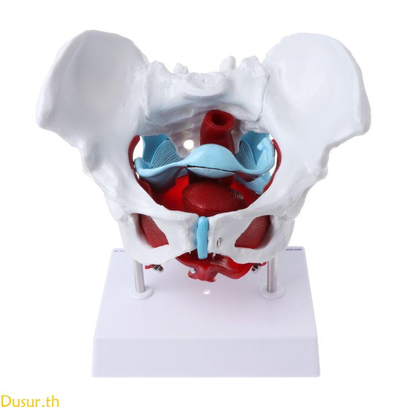 Dusur หญิง Pelvis แบบจําลองกล้ามเนื้ออุ้งเชิงกรานกล้ามเนื้อมดลูก Ovary กล้ามเนื้อการสอนทรัพยากร E