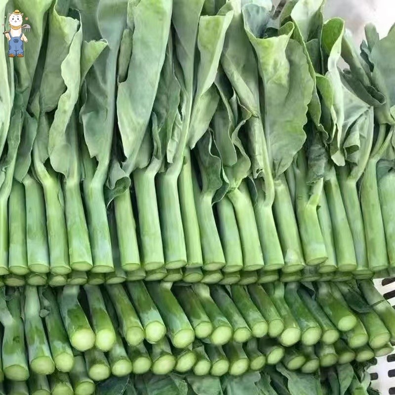 200 เมล็ด เมล็ดพันธุ์ คะน้า เห็ดหอม Chinese Kale seeds เมล็ดพันธุ์แท้  างประเทศ ปลูกผัก