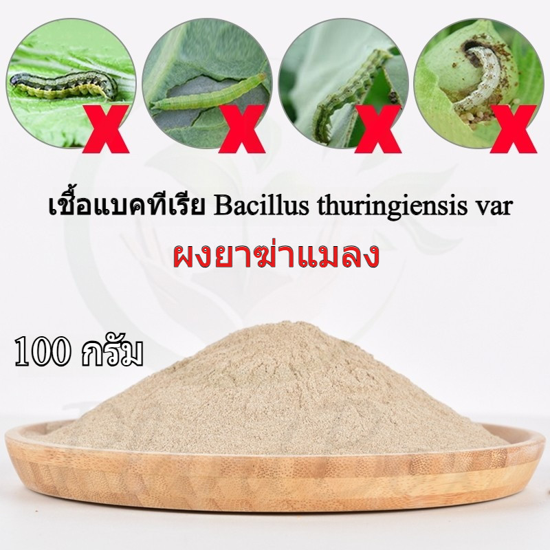 เชื้อบีที Bacillus thuringiensis 100 กรัม - สูตรชีวภาพกำจัดหนอนทุกชนิด สำหรับพืช
