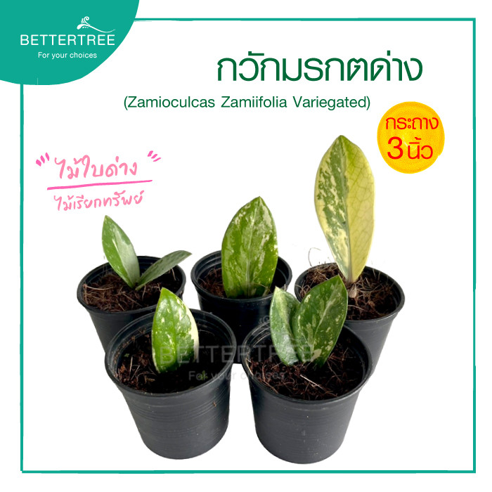 กวักมรกตด่าง กระถาง 3 นิ้ว ต้นไม้มงคล ต้นไม้ฟอกอากาศ ต้นไม้