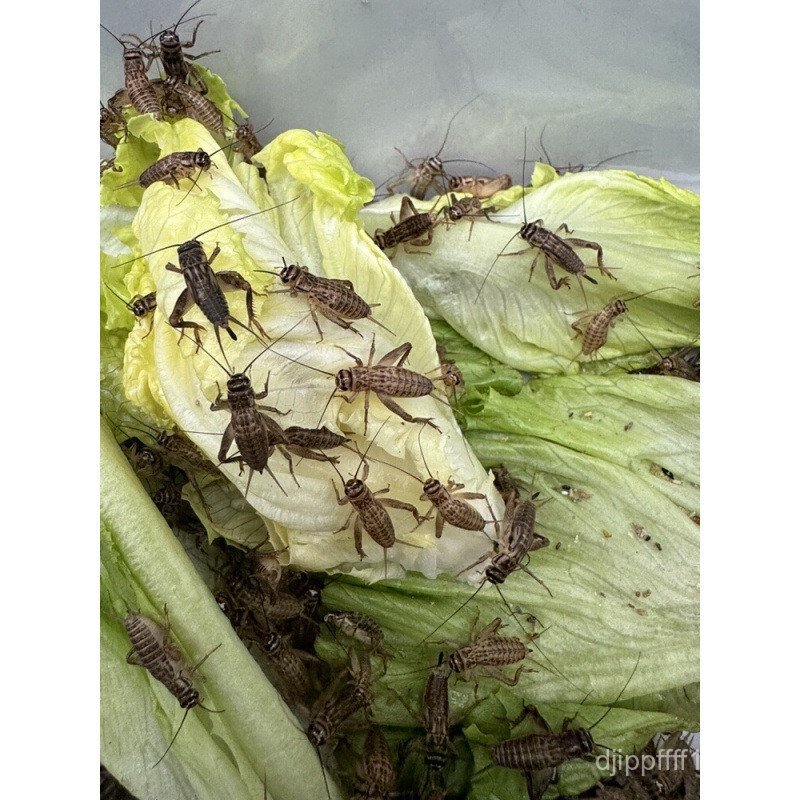 Cherry Red Spider Gecko Lizard Mane Lion Food Living Food ปีนเขาสัตว์เลี้ยงคริกเก็ตอาหาร Living Whit