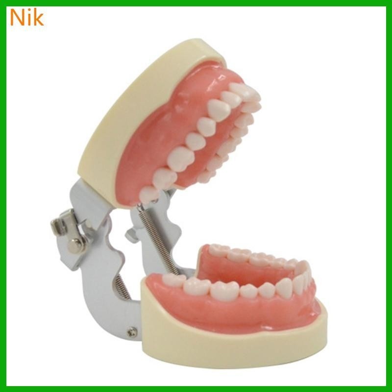 Removable 32-Tooth Dental Training Model Suitable For Dentistry Students Practice