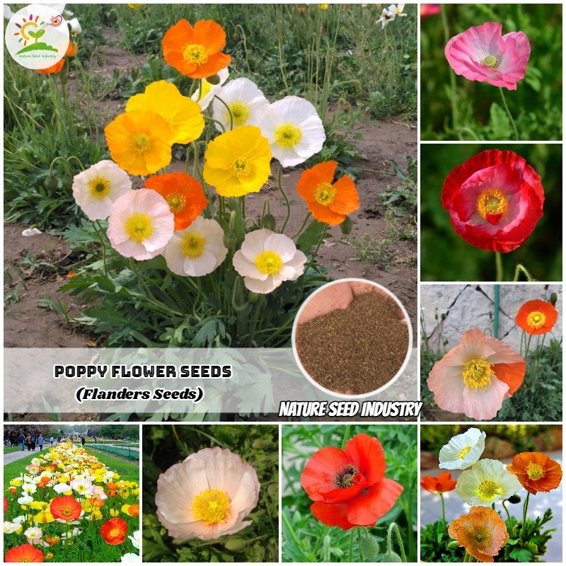 ปลูกท้องถิ่น[COD+Local Ready Stock] Flanders Seeds for Planting Palants - ประมาณ 100 เมล็ด - เมล็ดพื