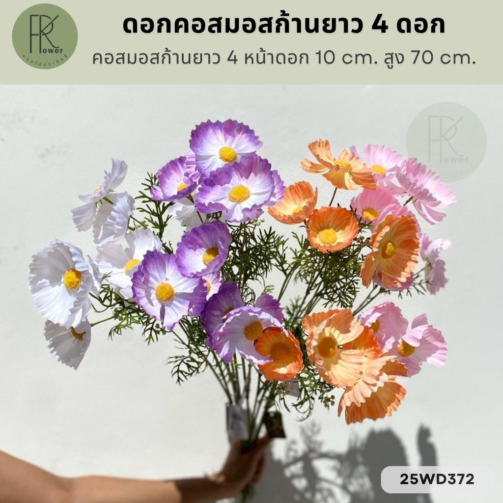 ดอกคอสมอสก้านยาว 4 หน้าดอก 10 cm. ต้นสูง 70 cm.