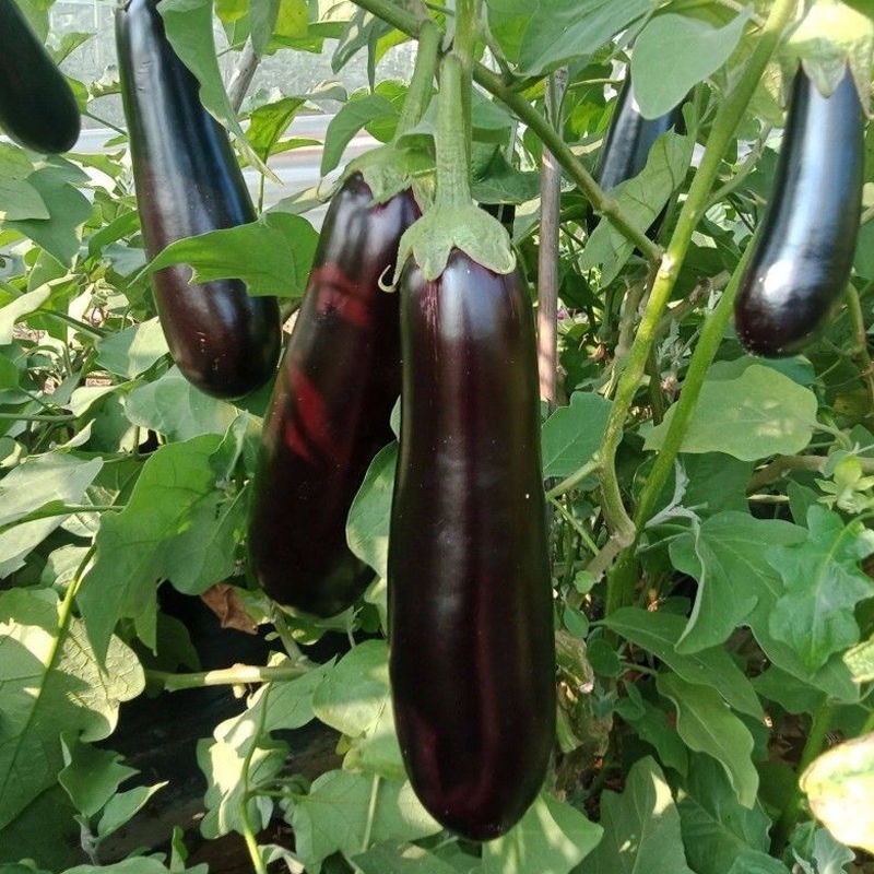 100เมล็ด ขั้วและผมสีม่วงดำ EGGPLANT SEEDS เมล็ดมะเขือยาวสีม่วง เมล็ดมะเขือยาวสีดำ ผลผลิตสูง - รูปที่ 5