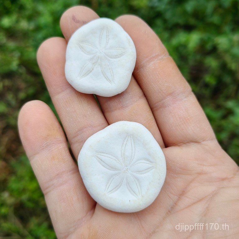 Sea Urchin Sand Line Mini Sea Urchin Cute Collection บิสกิตธรรมชาติ ตัวอย่างเปลือกหอย TUDD