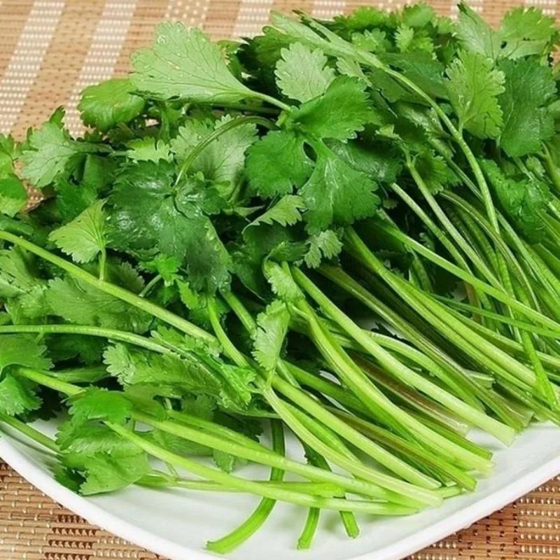 cilantro seeds【100 เมล็ด】เมล็ดพันธุ์ผักชีออร์แกนิก ปลูกได้ทั้งปี งอกแน่! ปลอดภัย เก็บสดๆ จากสวนครัว – โปรปัง