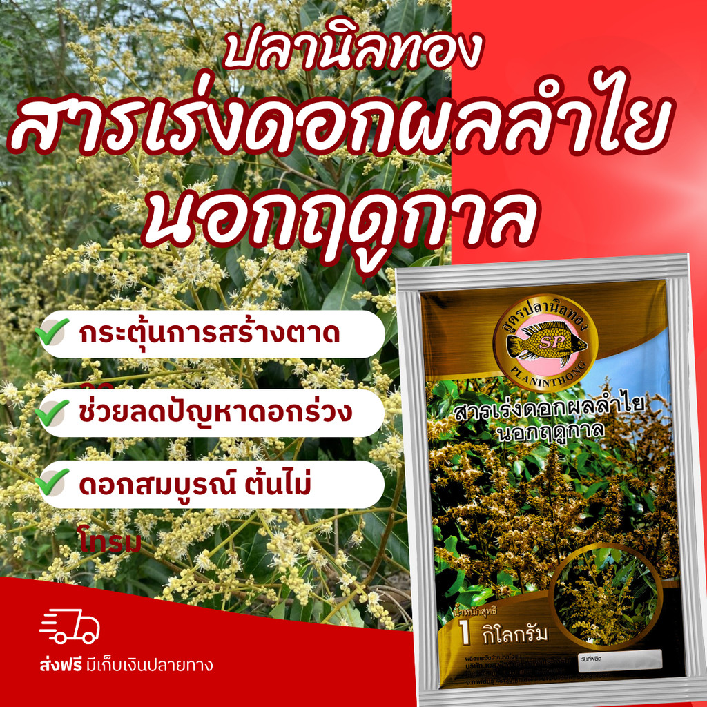 ปลานิลทอง สารเร่งดอกลำไยนอกฤดูกาล ช่วยเปิดตาดอก บังคับให้ออกดอกนอกฤดู ขั้วเหนียว ขนาด 1 กก.