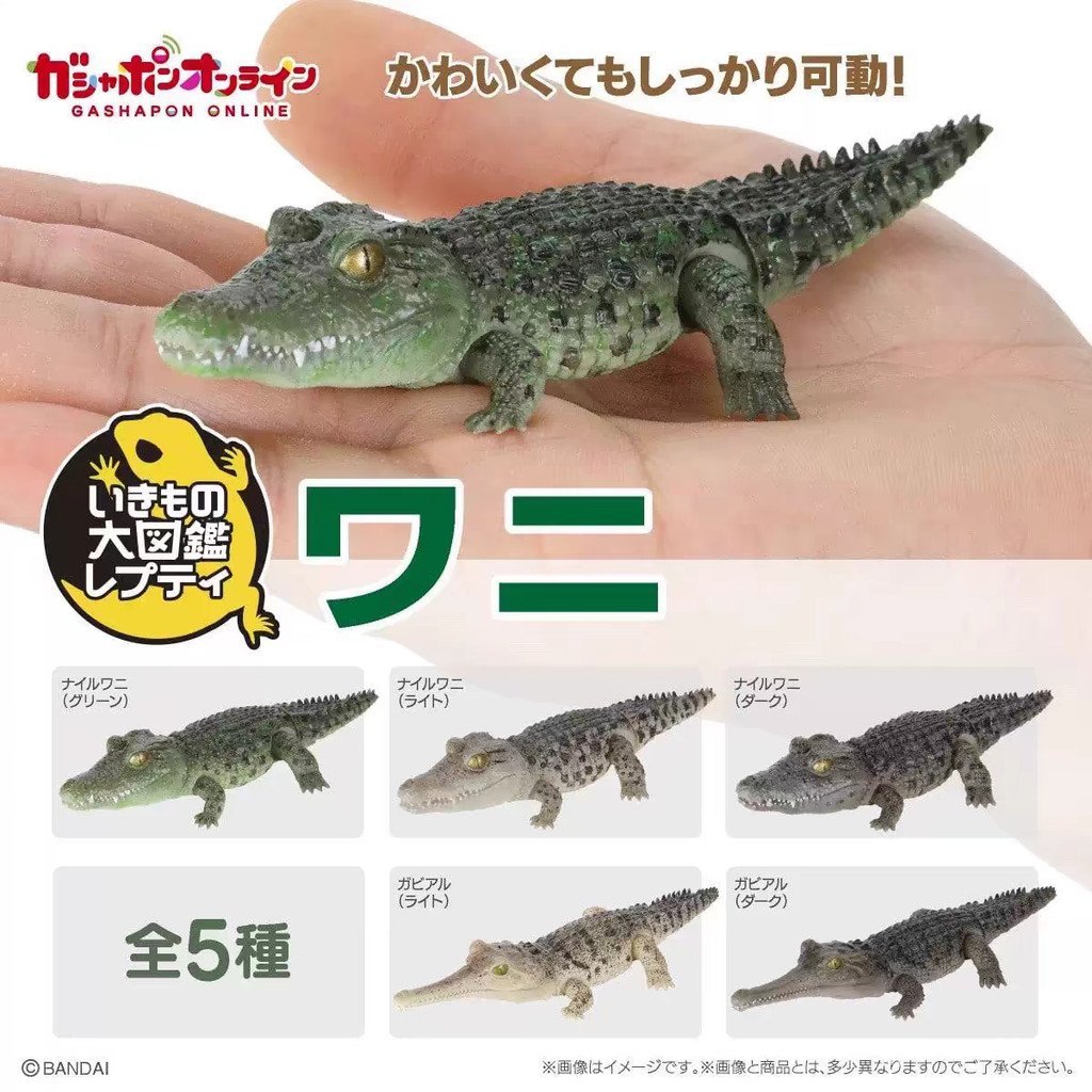 พร้อมส่ง ของแท้ Bandai Capsule Toy Biological Big Illustrated Book Nile Crocodile Long Kiss Allig