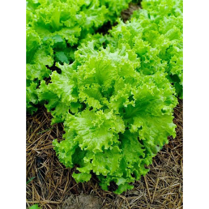 ถูกสุดคุ้ม ผักกาดหอมสลัด 600 เมล็ด Lettuce Seeds