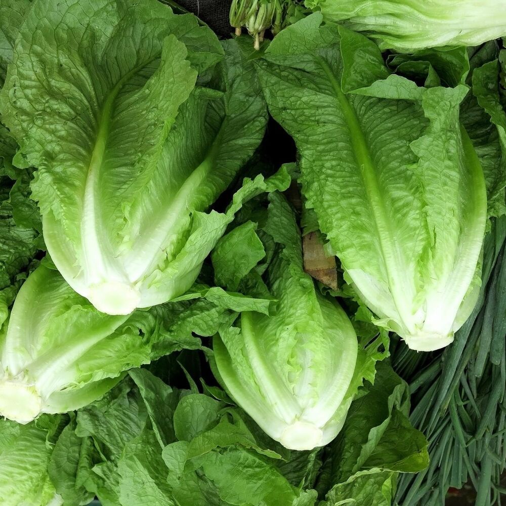 500เมล็ด/ซอง ผักกาดหอมสลัด High Germination Romaine Lettuce Seeds เมล็ดผักกาดอย่างรวดเร็ว