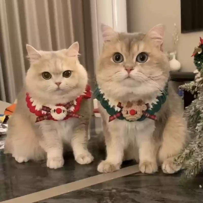 แมวคริสต์มาสผ้าพันคอสุนัขผูกโบว์แมวเอี๊ยมถักน้ําลายผ้าขนหนูสัตว์เลี้ยงปีใหม่แต่ง