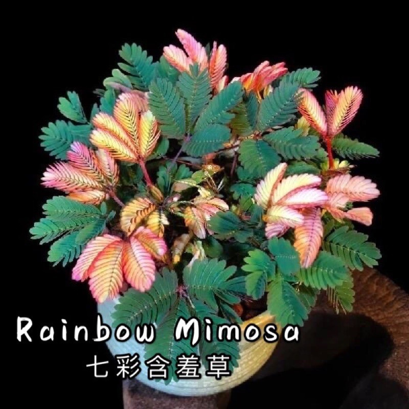 พร้อมสต็อก เมล็ดดอกไม้ Rainbow Mimosa Seeds เมล็ดดอกไม้สีสันสดใส Mimosa เมล็ด Mimosa สีสันสดใส
