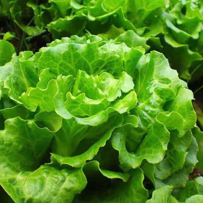 ถูกสุดคุ้ม ผักกาดหอมสลัด 600 เมล็ด Lettuce Seeds ง่ายต่อการปลูก