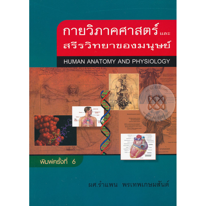 (Buddy Book) : หนังสือ กายวิภาคศาสตร์ และสรีรวิทยาของมนุษย์ : Human Anatomy and Physiology
