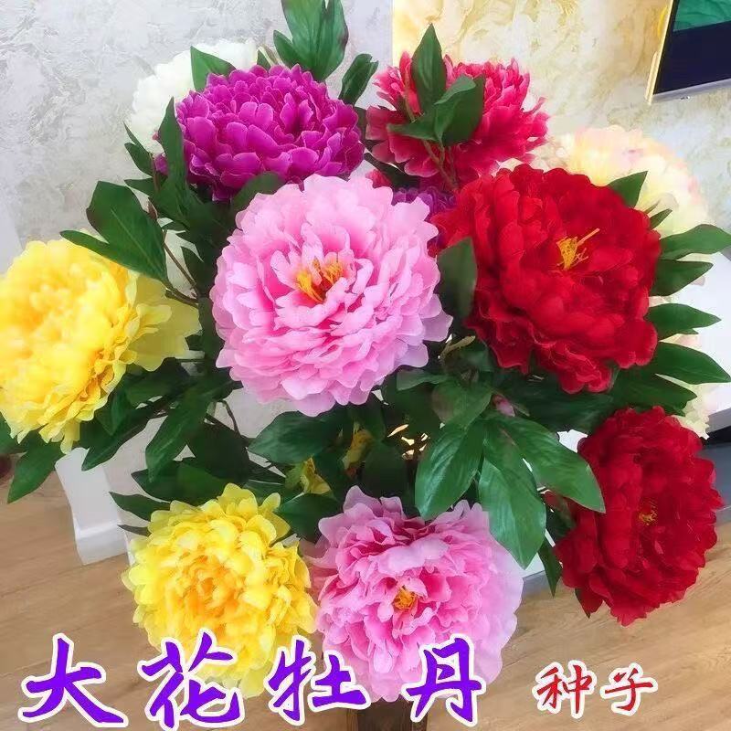Double Petal Peony Seed Peony Flower Seed Flower Seed Outdoor Potted Flower Plant ระเบียง Courtyard 