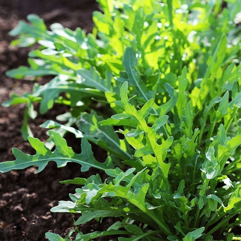 Arugula Seeds เมล็ด ARUGULA Organic  ร็อกเก็ต ออร์แกนิค ตั้งค่าโครงการ 400 เมล็ด/แพ็ค ตั้งค่าโครงการ