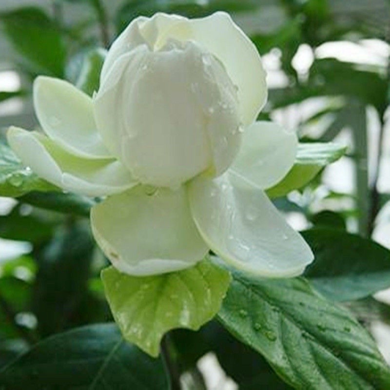 ปลูกท้องถิ่นดอกไม้หอมเมล็ดพุดสําหรับปลูก (10ชิ้น) พันธุ์ไม้ดอกเมล็ดพืชบอนไซ - รูปที่ 2