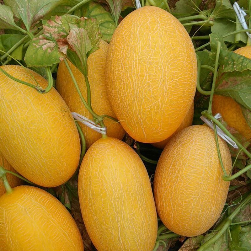 ปลูกง่าย ปลูกได้ทั่วไทย เมล็ดพันธุ์ เมล่อน หวานกรอบ (20เมล็ด/ซอง) Sweet Hami Melon Seeds Hami Melon Fruit Seeds ง่าย ๆ
