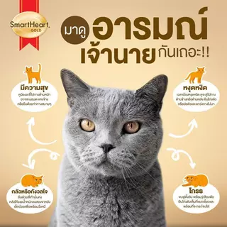 Smart Heart Gold Cat Food 1 Kg อาหารแมวสมาร์ทฮาร์ท โกลด์ [ถุงแบ่งกระสอบ]