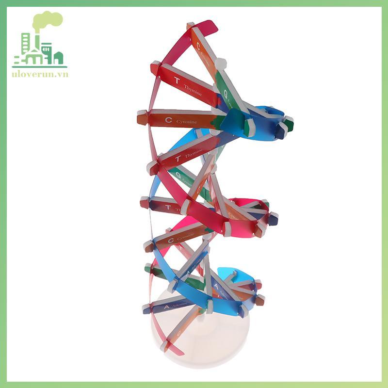 Uloverun Human Genes DNA รุ่น Double Helix ของเล่นวิทยาศาสตร์การสอนการเรียนรู้การศึกษาของเล่น vn