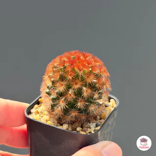 แมมมิลาเรีย คามิเน่แดง Mammillaria carmenae แคคตัส กระบองเพชร cactus&succulent