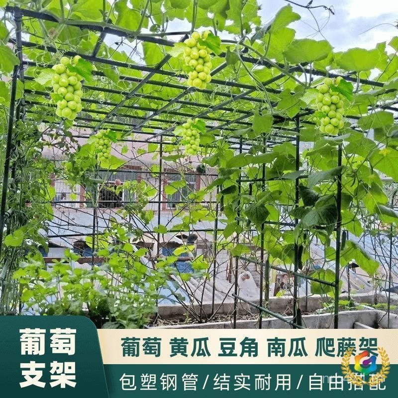 ⊕ ลานชั้นวางองุ่นกลางแจ้งเสาวรสชั้นวางปีนเขาคอลัมน์แร็คฉุดกีวีฟักทองชั้นวางมะระพิเศษ SVF4