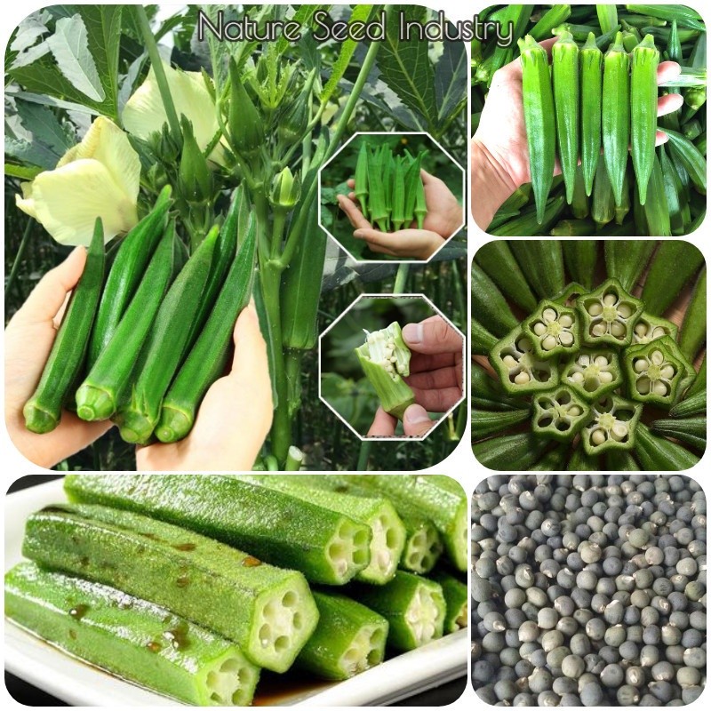 Local GrowingOkra Seeds เมล็ดผักสําหรับปลูก (ประมาณ 50 เมล็ด) Smooth Green Variety Healthy