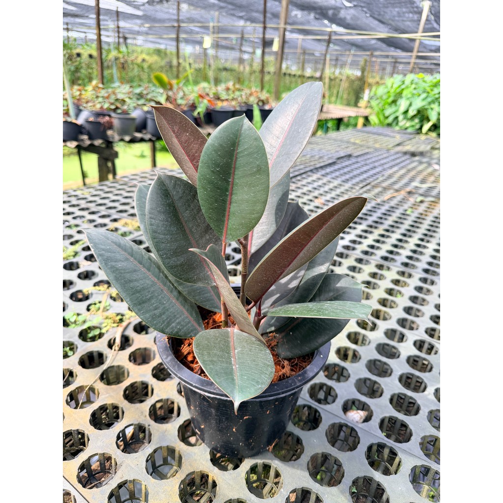 มุมมอง 3