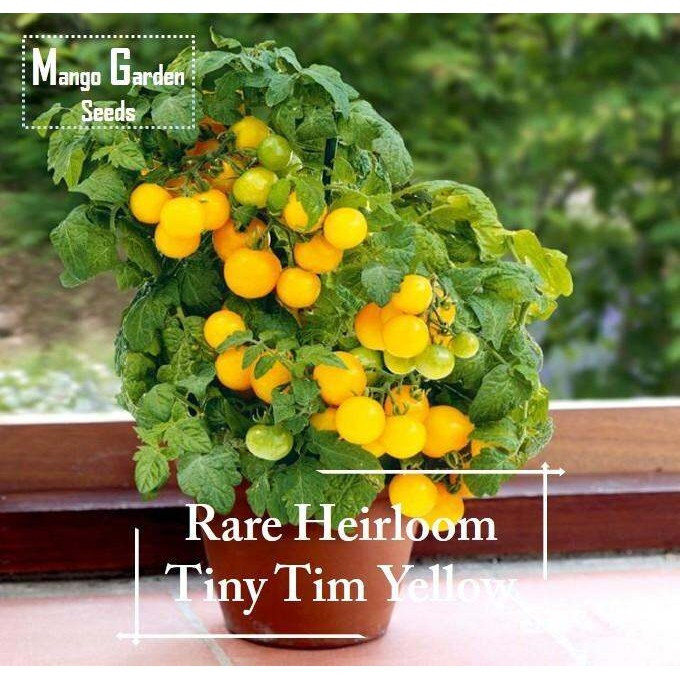 *หายากมาก* Heirloom Tiny Tim Yellow Tomato Seeds - 30 เมล็ด *กระถางที่เป็นมิตร* Tanam Pasu, Benih To