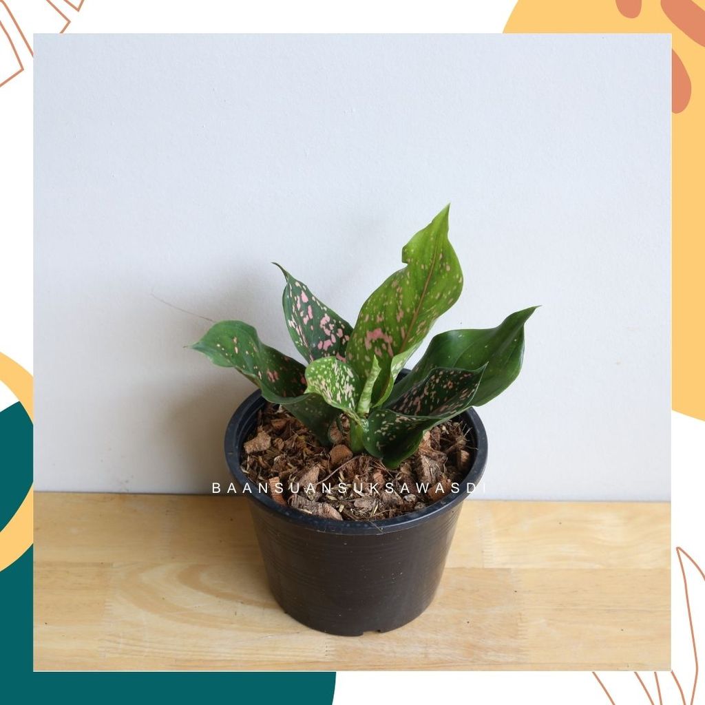 มุมมอง 4