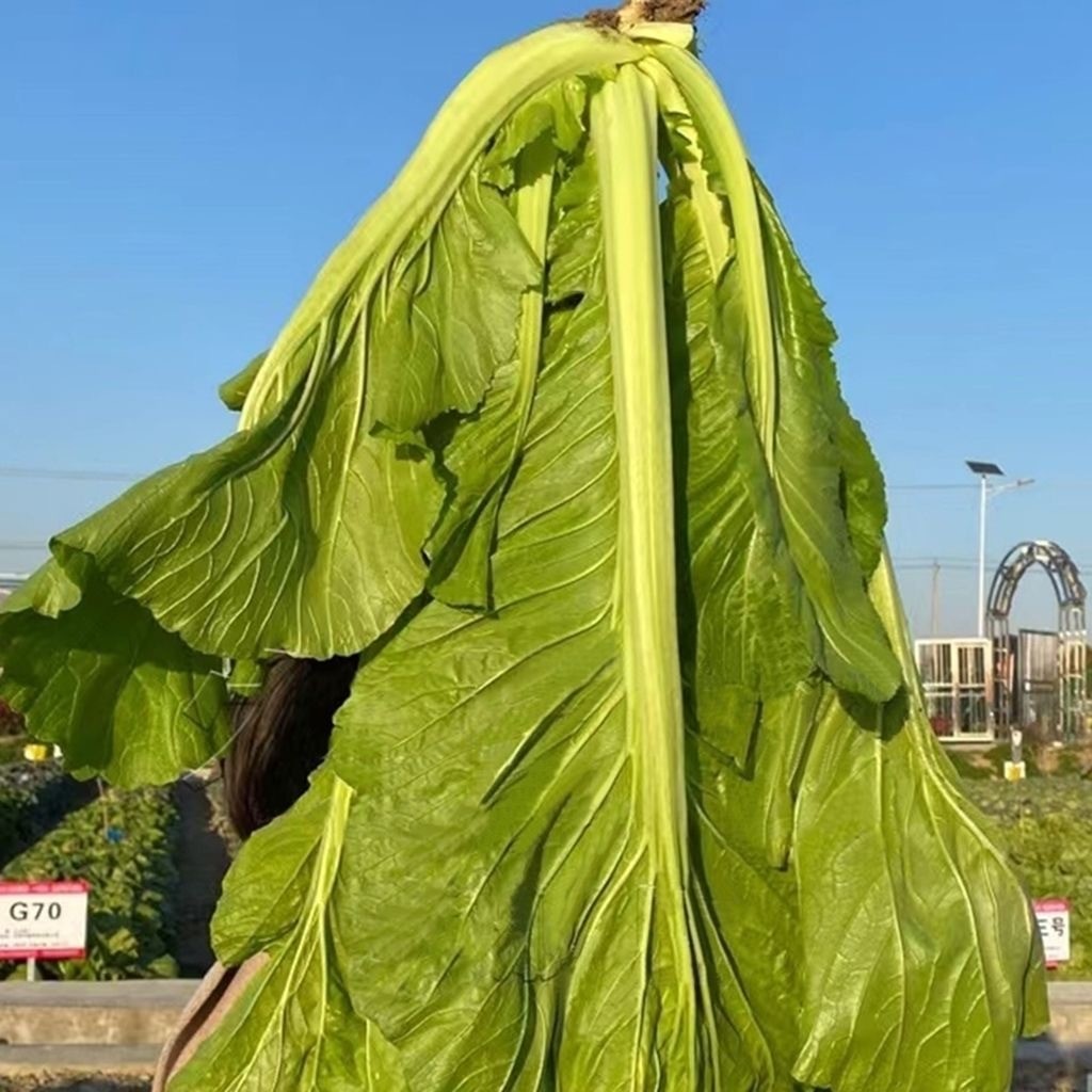 Mustard Seeds 500 เมล็ด ชุนฉ่าย ผักกาดเขียว ผักโขมจีน chinese mustard seeds