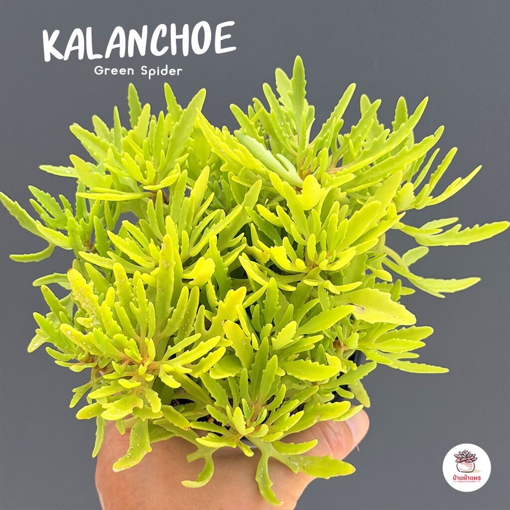 Kalanchoe Green Spider กุหลาบหิน cactus&succulentหลากหลายสายพันธุ์