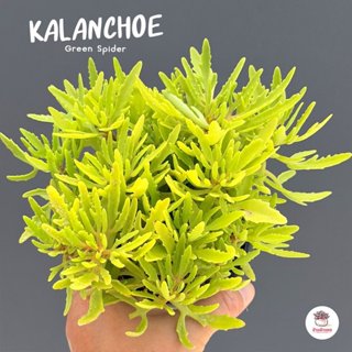 Kalanchoe Green Spider กุหลาบหิน cactus&succulentหลากหลายสาย…