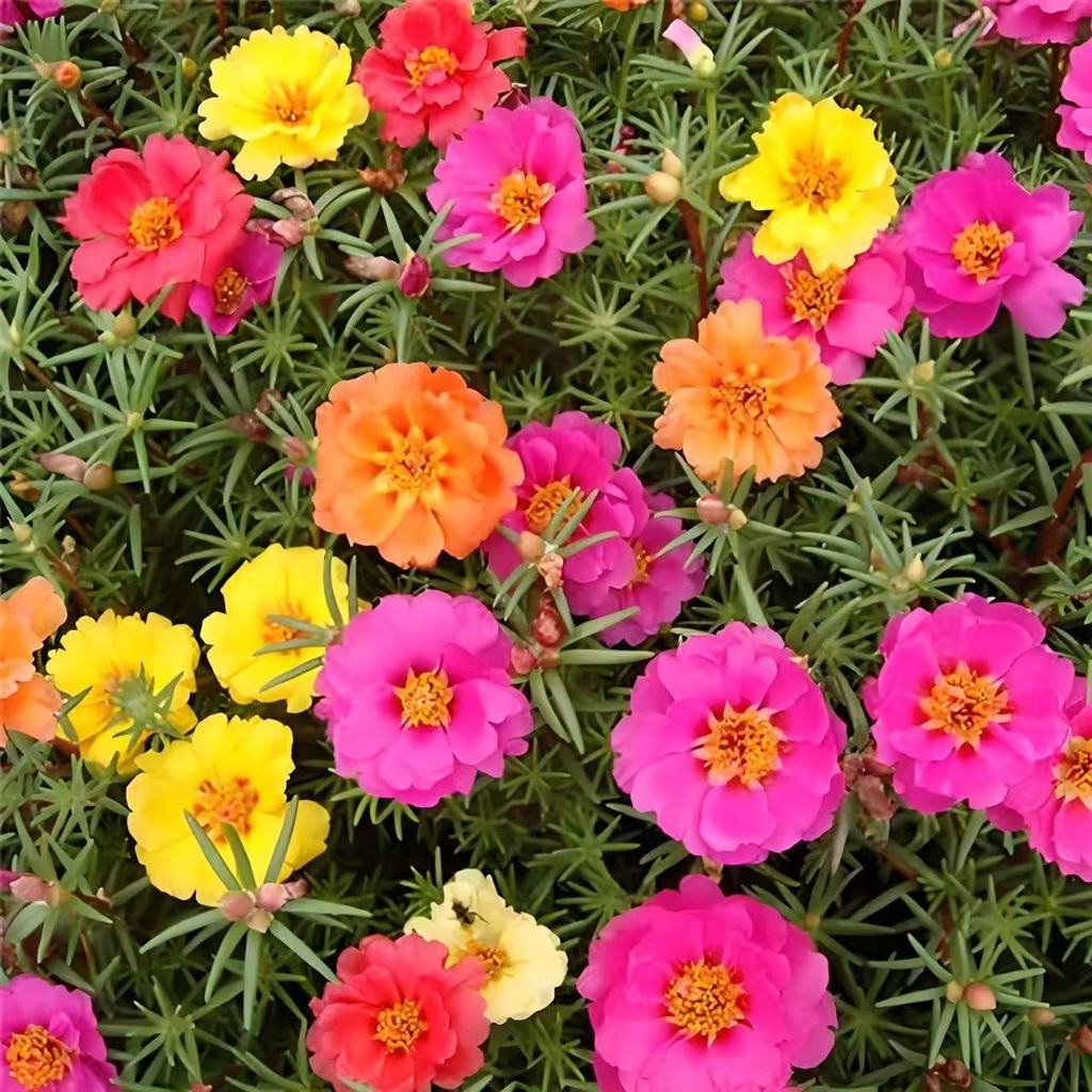 ไม้ดอก 200 เมล็ด Portulaca Seedดอกคุณนายตื่นสายซ้อน ไม้ประดับภูมิสถาปัตยกรรม ผลผลิตสูงคุณภาพดีผลผลิตสูง - รูปที่ 6