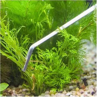 ThaiJoy ฟอเซปยาว ฟอร์เซป แหนบยาว แหนบคีบชิ้นงาน ปากคีบสแตนเลส 1 ชิ้นยาว 27 ซม long forceps ชุดเครื่องมือทำความสะอาดตู้ปลา สแตนเลสคุณภาพพรีเมี่ยม แหนบ กรรไกรโค้ง เครื่องมือบำรุงรักษาตู้ปลา สำหรับตู้ปลา น้ำ พืช หญ้า Aquarium Cleaning Tools