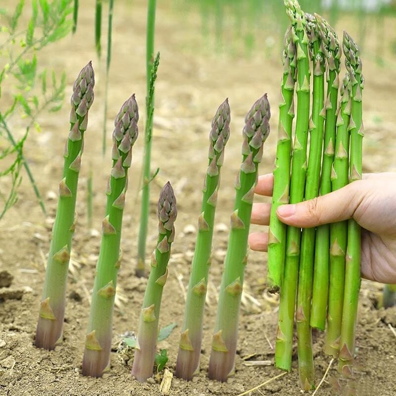 Asparagus Seeds 【10 เมล็ด】เมล็ดพันธุ์หน่อไม้ฝรั่งแท้ ปลูกได้ทุก地区ของไทย พืชเศรษฐกิจคุณภาพ ปลูกในสวนครัวได้