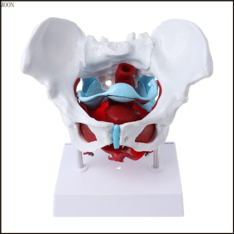 MOON หญิง Pelvis แบบจําลองกล้ามเนื้ออุ้งเชิงกรานกล้ามเนื้อมดลูก Ovary กล้ามเนื้อการสอนทรัพยากร E