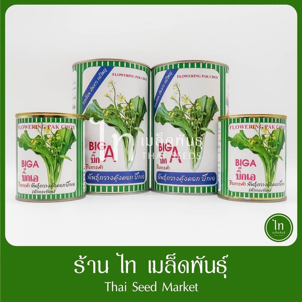 ผักกาดกวางตุ้ง บิ๊กเอ Big A กวางตุ้งดอก ต้นขาว ผักกระจ้อน งอกดี กอใหญ่ เมล็ดพันธุ์ กวางตุ้ง ตราปลาทอง บรรจุ 500/80 กรัม