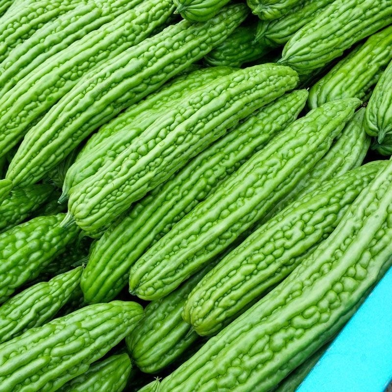 งอกสูง มะระจีน มะระใหญ่ คัดพิเศษ  10 เมล็ด ปลูกง่าย โตเร็ว Ampalaya Seeds งอกสูงให้ผลผลิตสูง งอกสูง