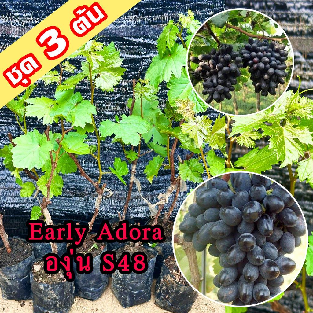3 ต้นองุ่น Early Adora ต้นพันธุ์องุ่น S48 เสียบยอดสูง 40-60 ซม ต้นองุ่น S48 ต้นองุ่นเสียบยอด สายพันธ