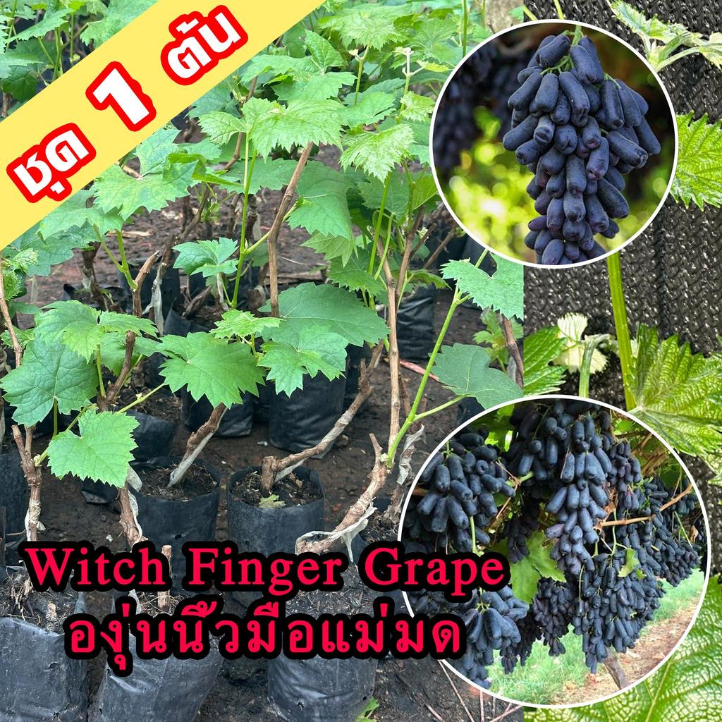 1 ต้นองุ่น Witch Finger Grape ต้นพันธุ์องุ่นนิ้วมือแม่มดเสียบยอด องุ่นนิ้วแม่มด สูง 40-60 ซ ต้นองุ่น Witch Finger Grape