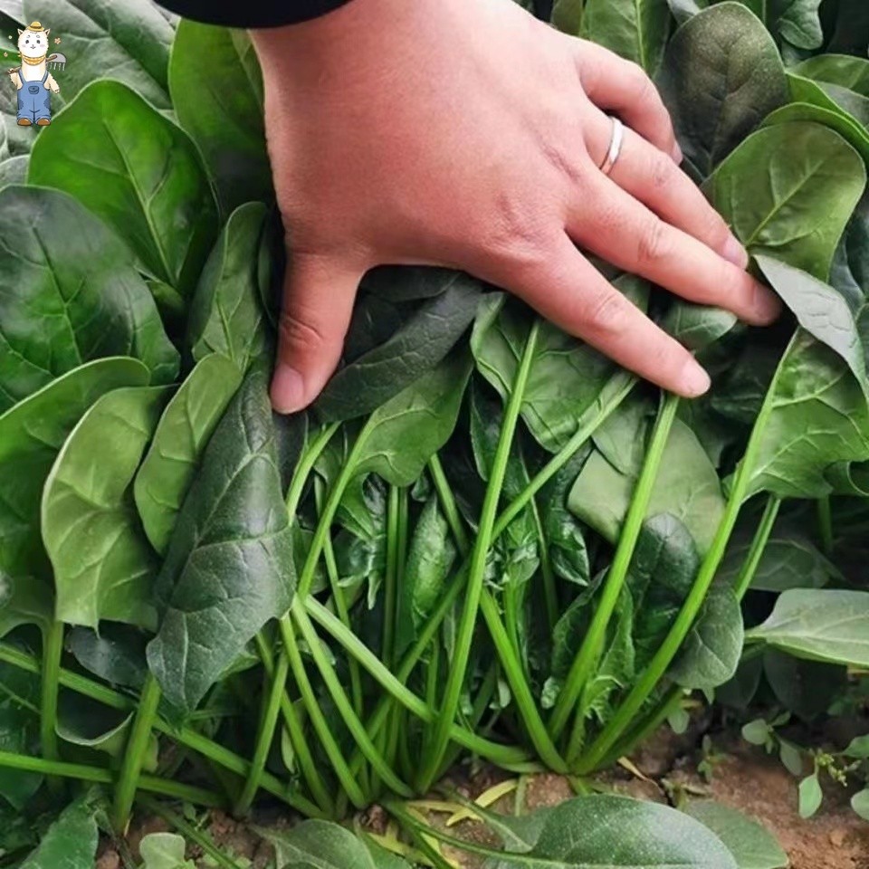 100เมล็ด ผักโขม เมล็ดพันธุ์ - งอกง่าย Chinese Spinach Vegetable Seeds ใบใหญ่มาก ทานอร่อย เมล็ดปวยเล้ง เมล็ดพันธ ง่าย ๆ