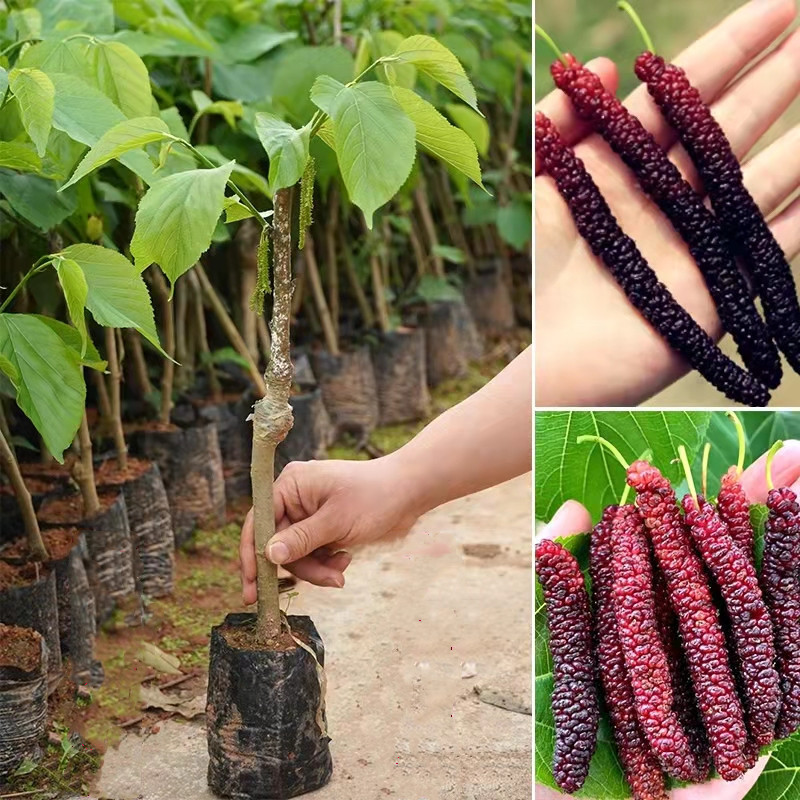 100 ผลผลิตสูง เมล็ด หม่อน ลูกหม่อน หรือ เมล็ดมัลเบอร์รี่ เก้ซิวเอียะ Dwarf Mulberry Seedsอัตราการงอก ไม้ผลผลผลิตสูง