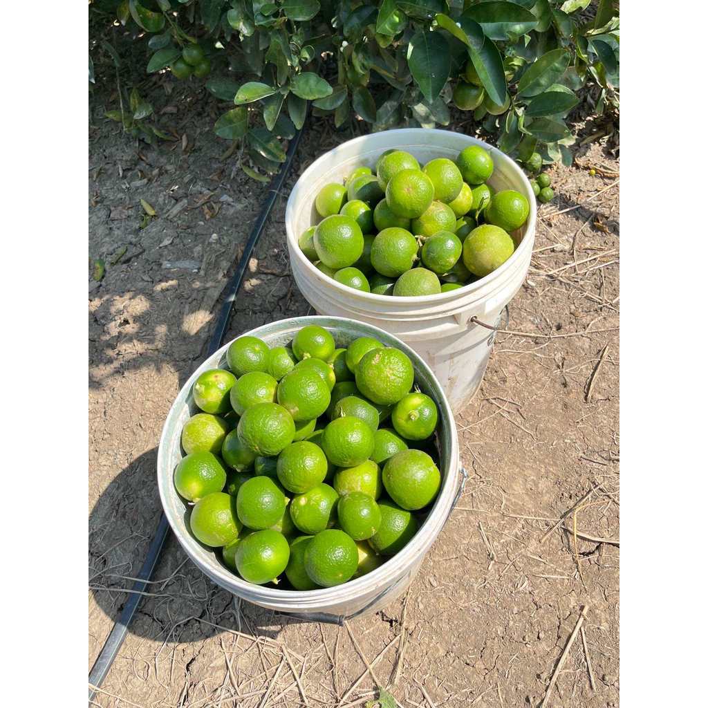 มะนาวแป้นพิจิตร1กิโลกรัม