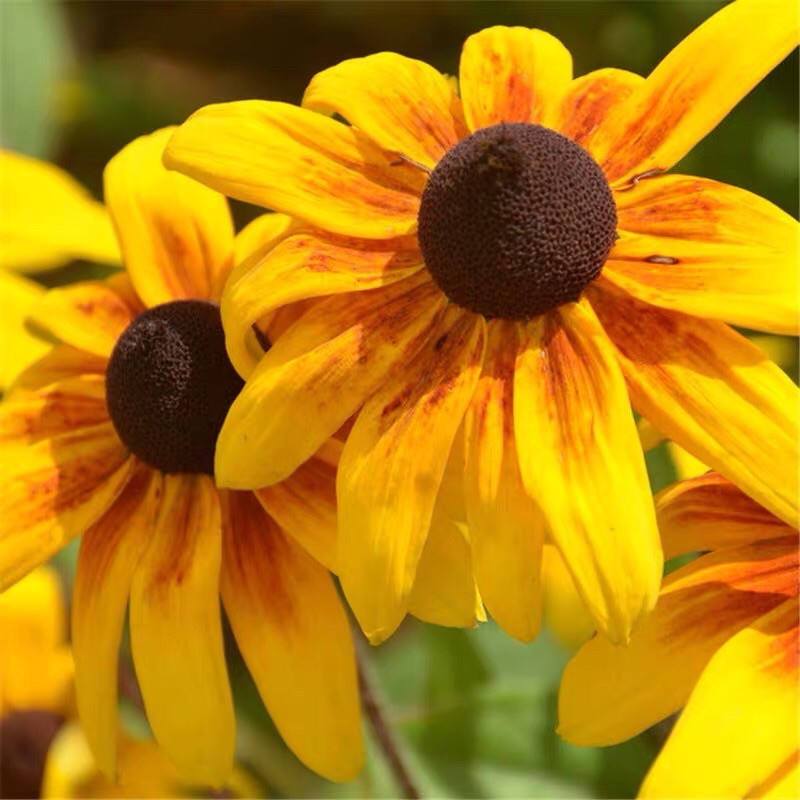 # เมล็ดดอกไม้ Rudbeckia hirta 100 ชิ้น # เมล็ดดอกไม้ Rudbeckia hirta # Black Heart Chrysanthemum Seeds100 ชิ้น