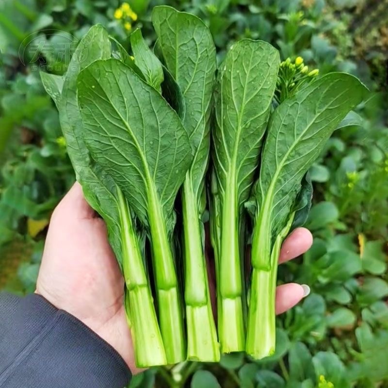 เมล็ดพันธุ์ กวางตุ้งดอก บรรจุ300เมล็ด Green Choy Sum Seed Chinese Flowering Cabbage Organic  ง่าย ๆ