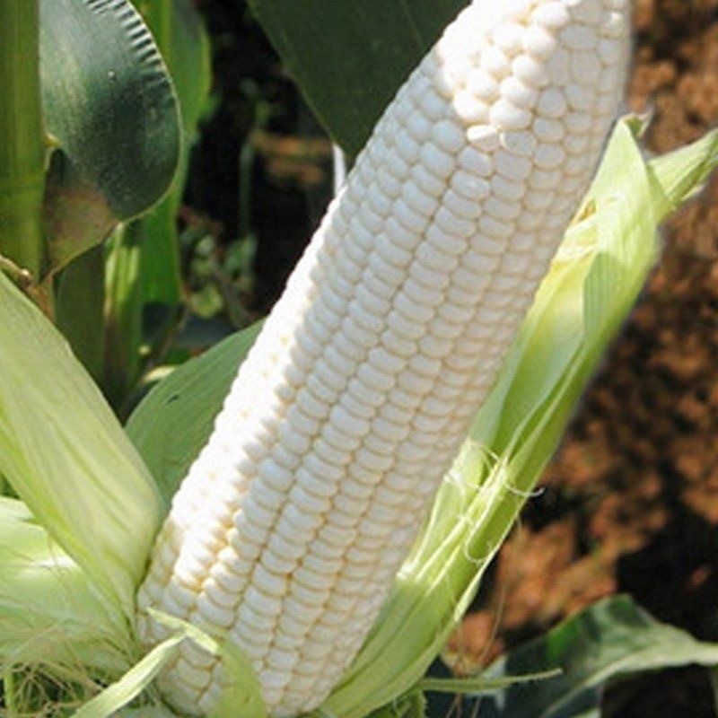 WHITE LAGKITAN CORN สินค้าดี มีคุณภาพ - ข้าวโพดข้าวเหนียว เมล็ดข้าวโพดหวานเหนียวขาว - ข้าวโพดขาว งอกสูง