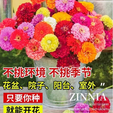 Four Seasons Easy Planting Zinnia Flower Seeds Cosmos Road Courtyard Zinnia เมล็ดดอกไม้ซันไชน์กลางแจ