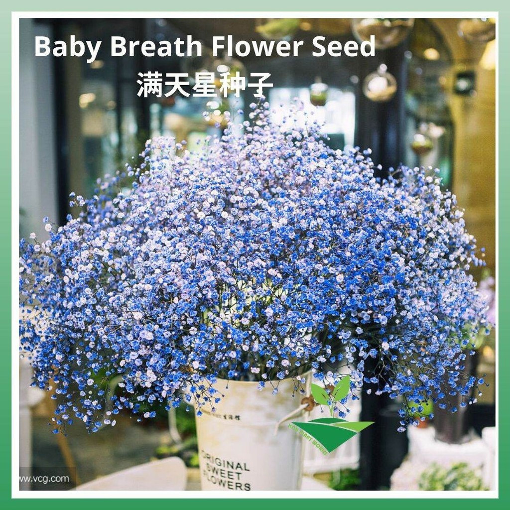 KDH Plant World Ready Stock Import Flower Seed Gypsophila Baby Breath Flower Seed Benih Bunga 天星种子